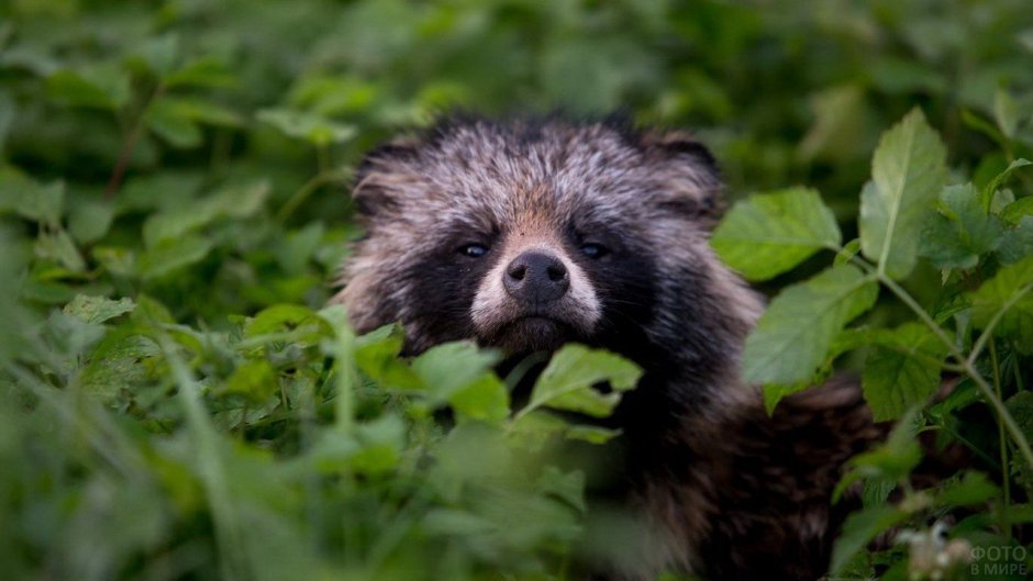 Субтропики енотовидная собака