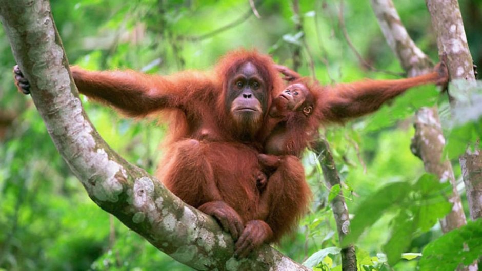 Орангутан суматранский красная книга