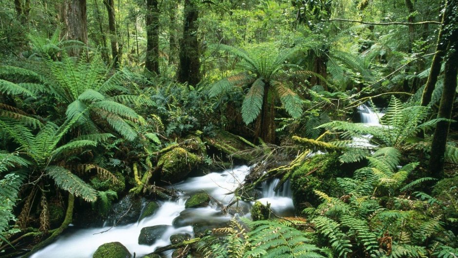 Муссонные леса Австралии