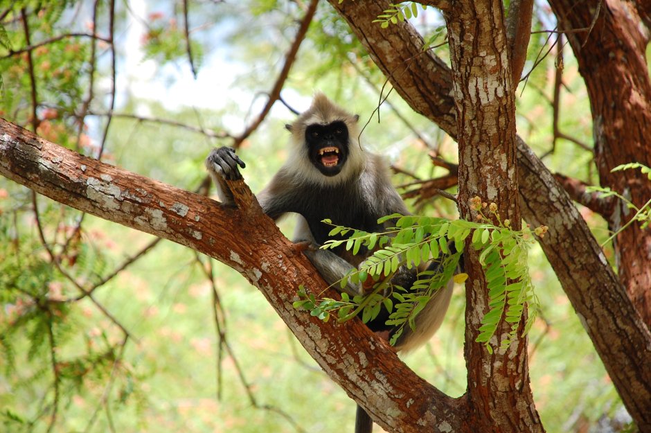 Обезьяны тропических лесов