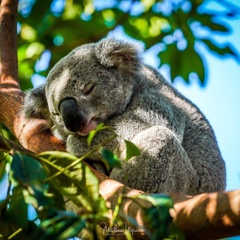 Животные субтропиков России