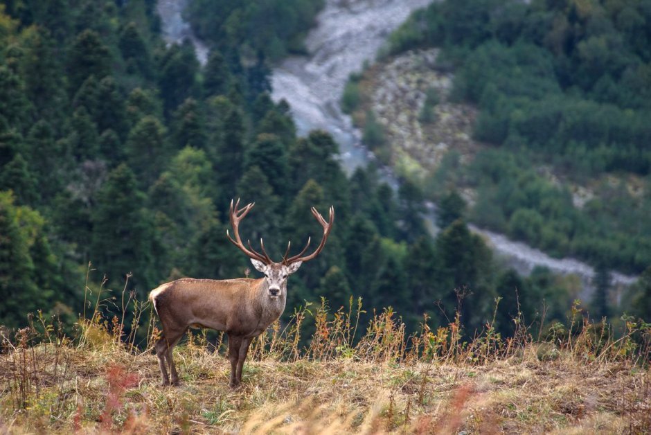 Сочинский национальный парк благородный олень