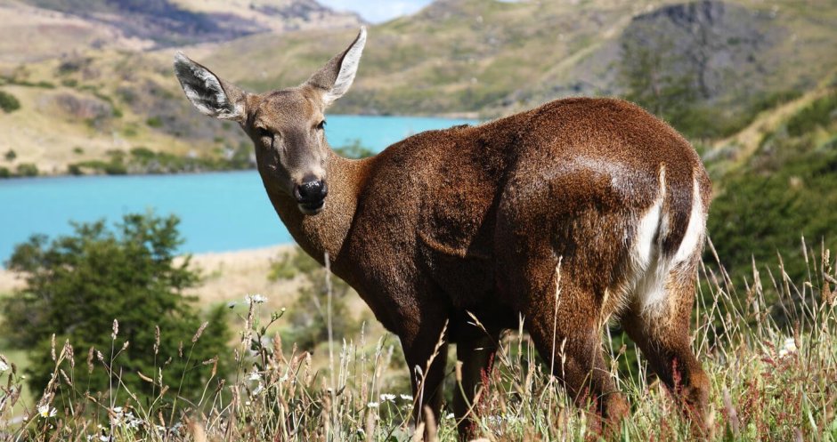 Фауна субтропиков России