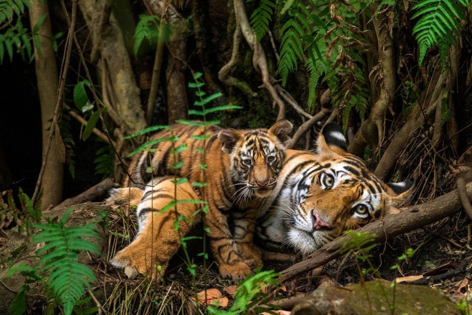 Дикие животные джунглей