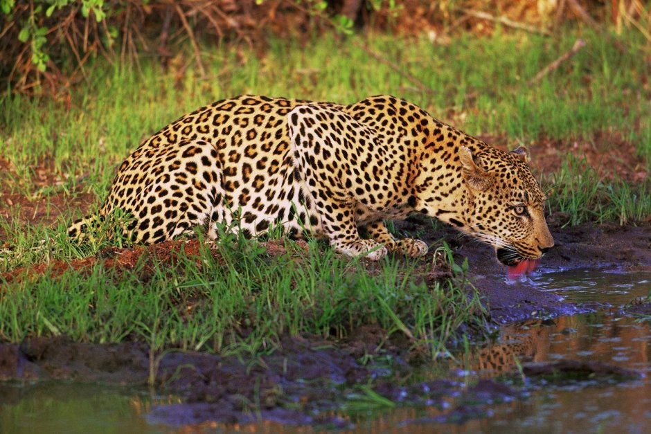 Леопарды в субтропиках