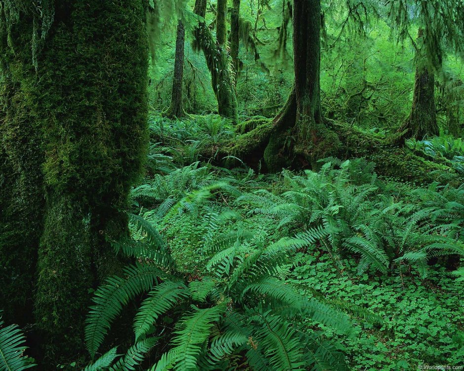 Растительность сельвы в Южной Америке