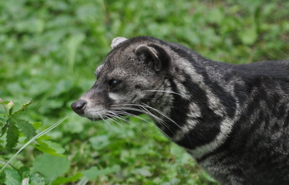 Животные субтропиков России