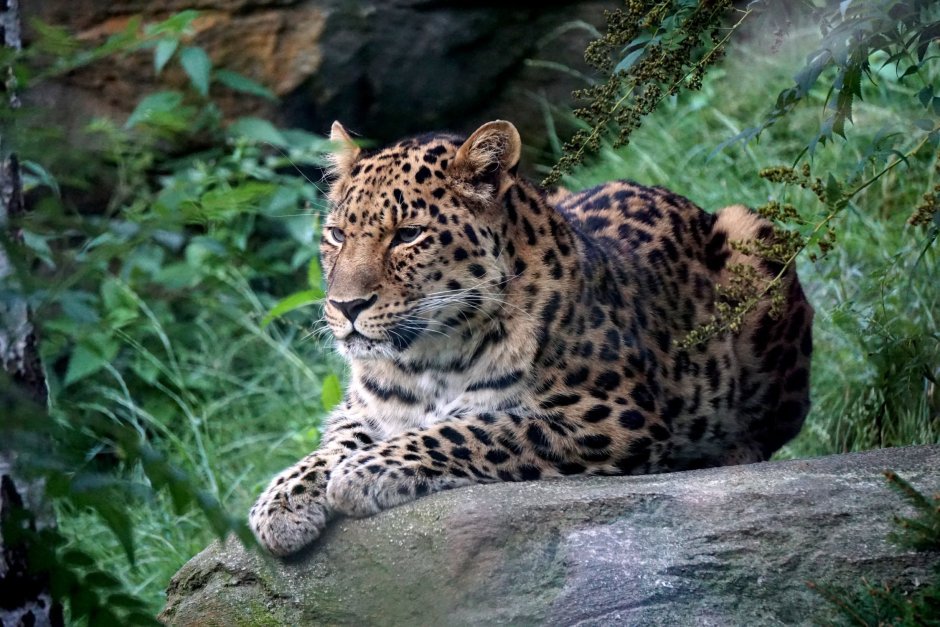 Леопарды в субтропиках