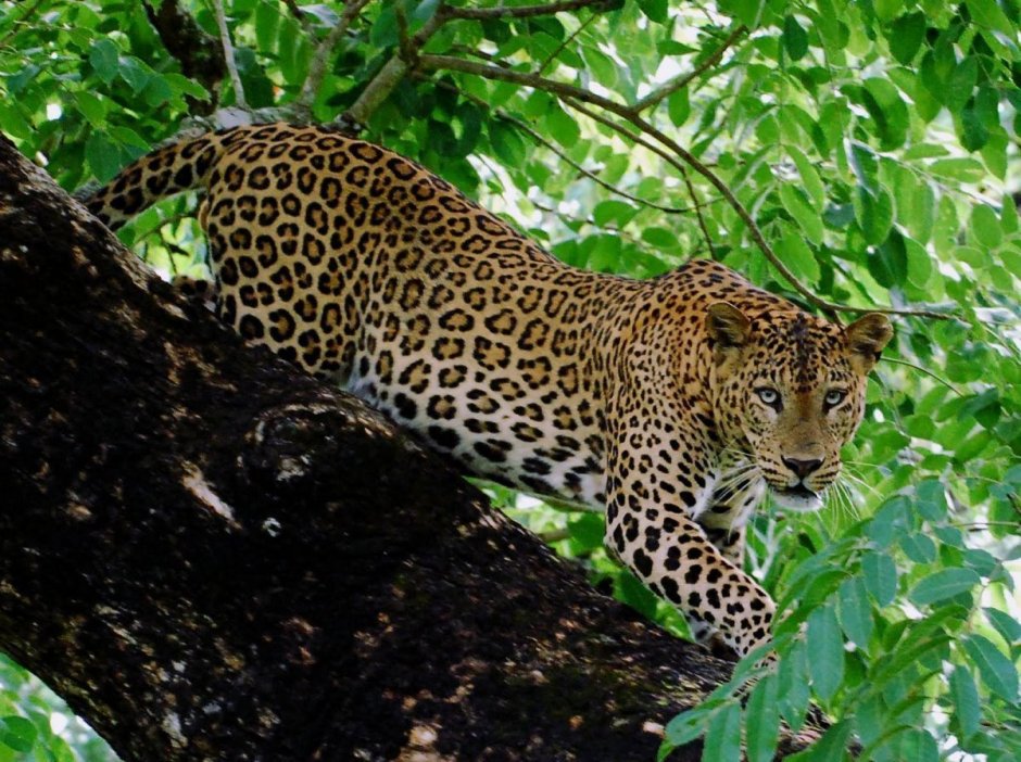 Леопарды в субтропиках