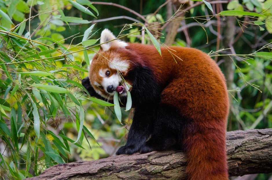 Красная Панда Азия