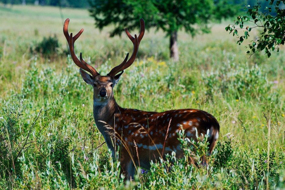 Лазовский заповедник пятнистый олень