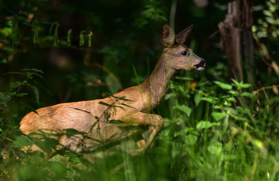 Сычуаньская косуля