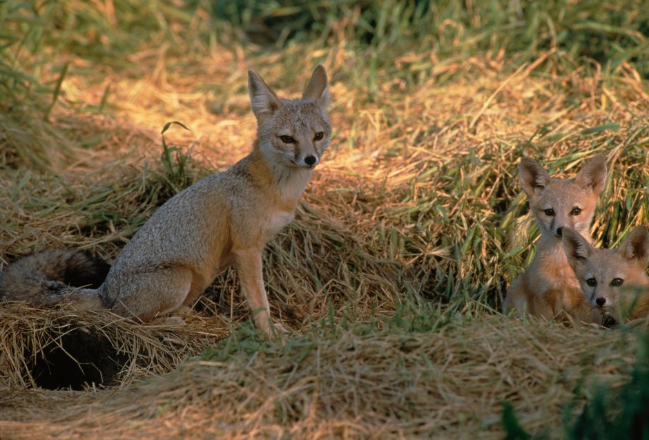 Американская лисица Vulpes macrotis