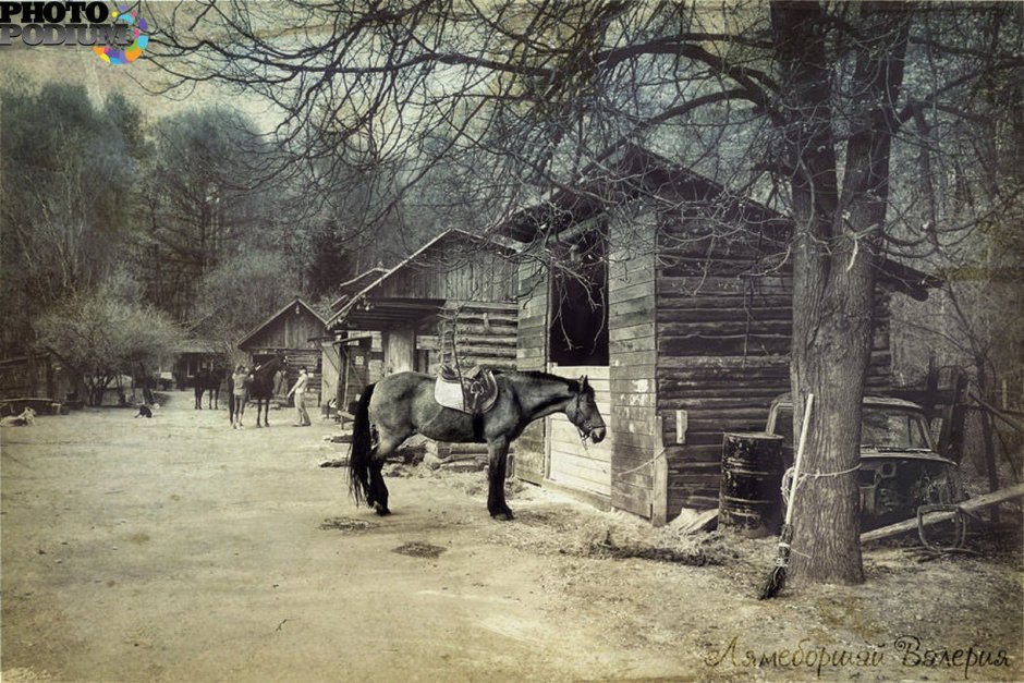 Старые фотографии лошадей
