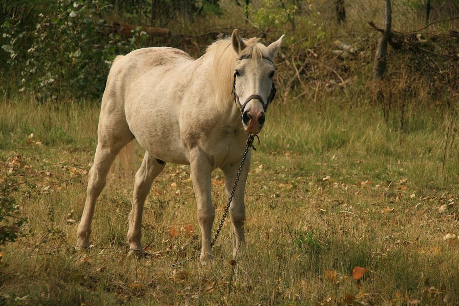 Старая белая лошадь