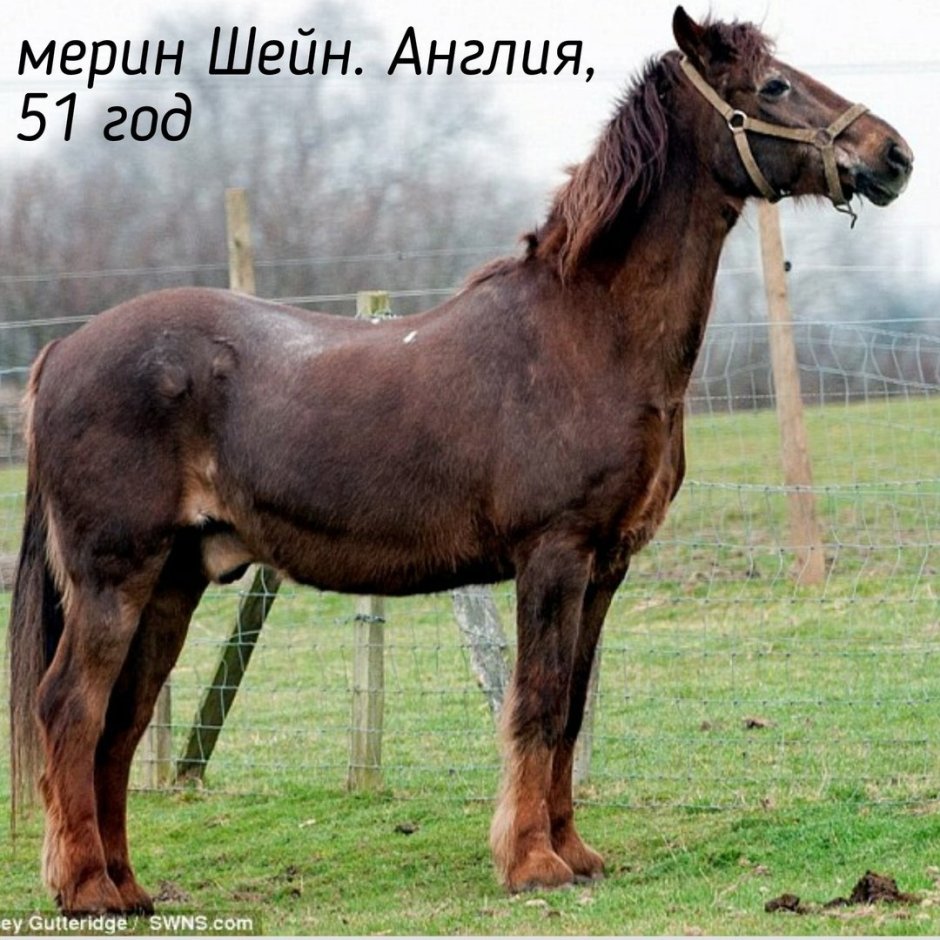 Буденновский жеребец Рэтив