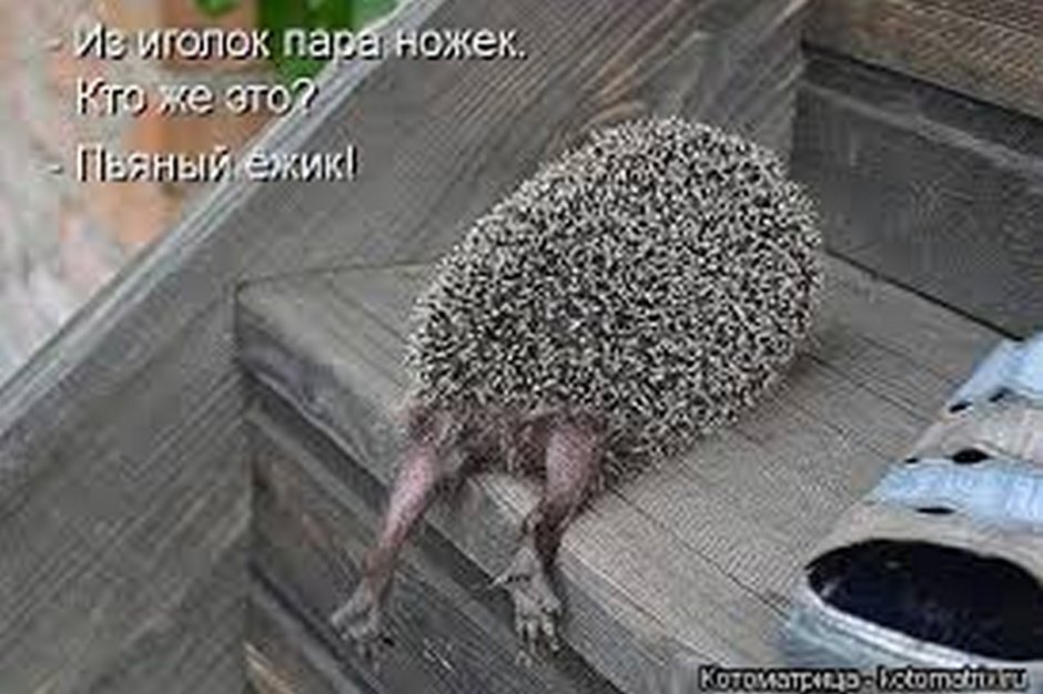 Брюшко ежа