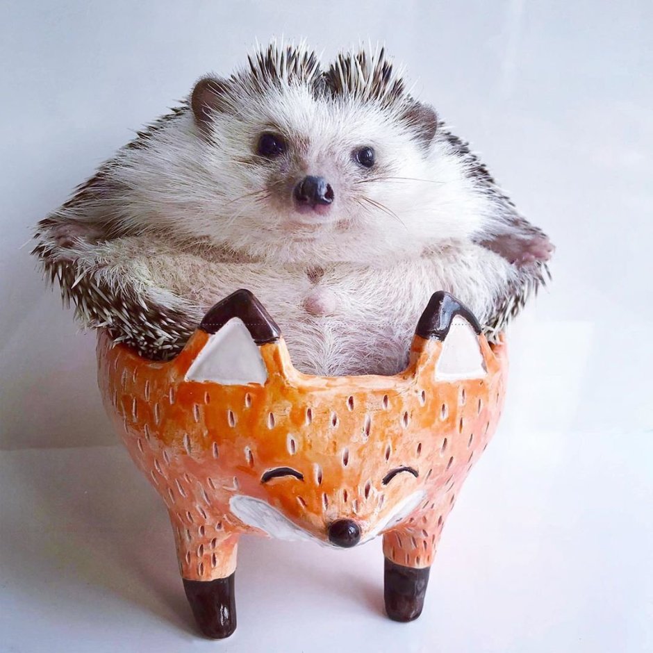 Забавные ежики