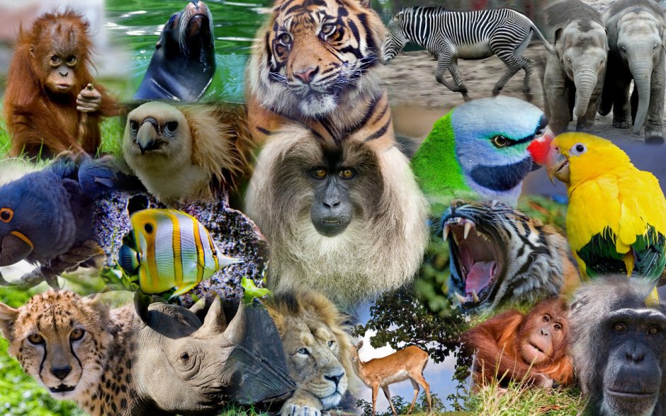 Разнообразный мир животных