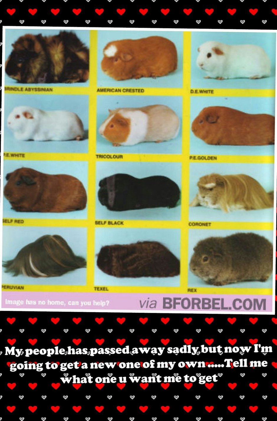 Хомяк породы морских свинок