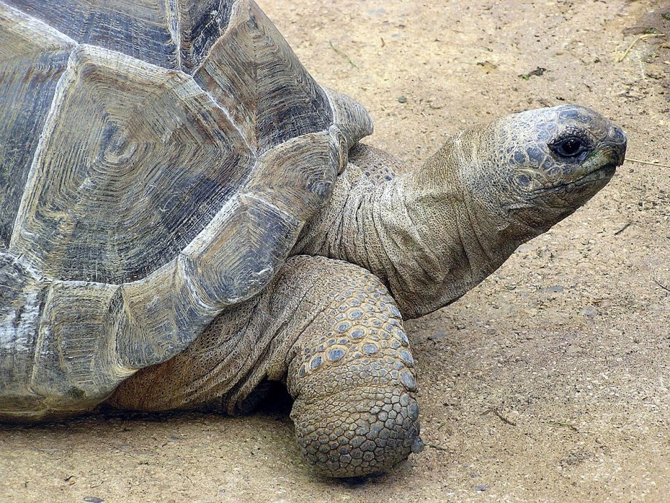 Geochelone gigantea