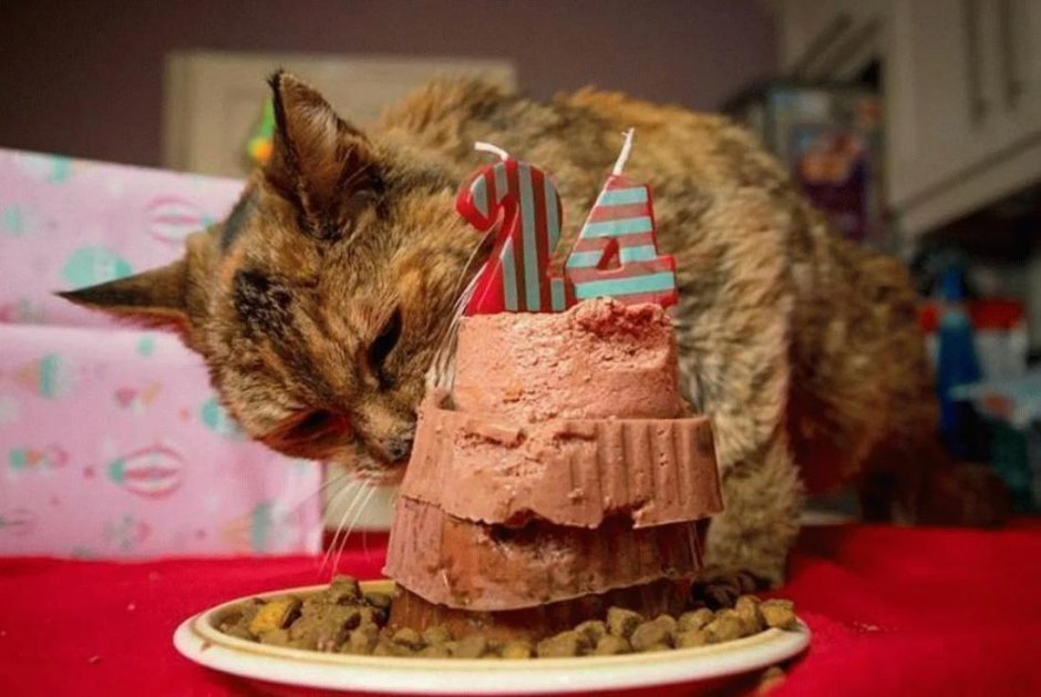 Кот с тортиком