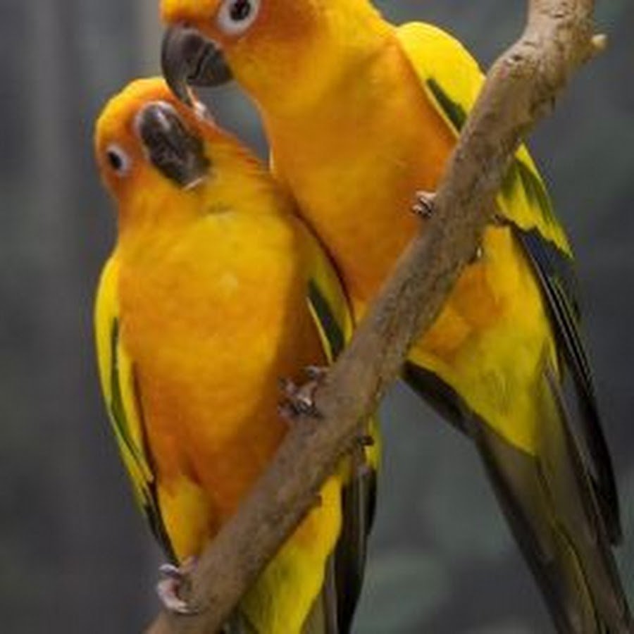 Желтые животные