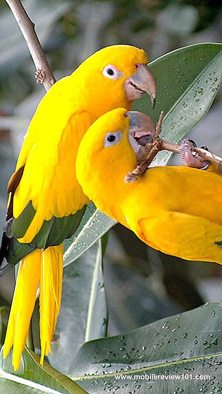 Yellow Warbler птица