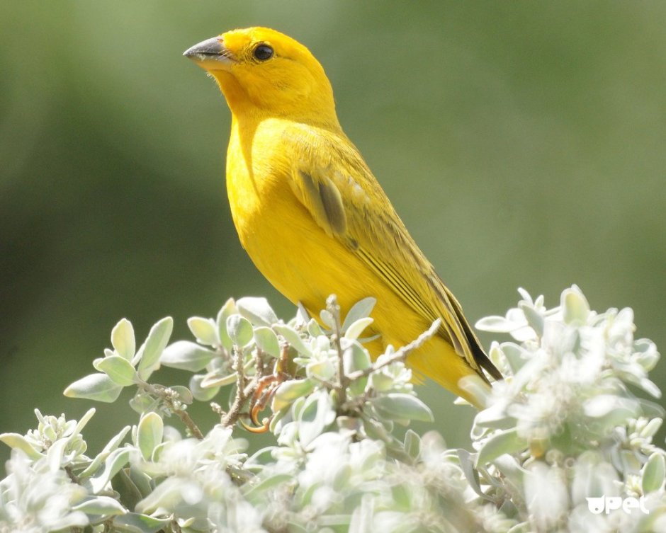 Ярко желтая птица