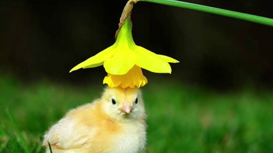 Желтые животные