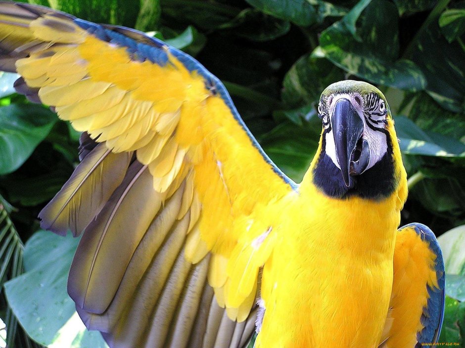 Попугай ара желтый