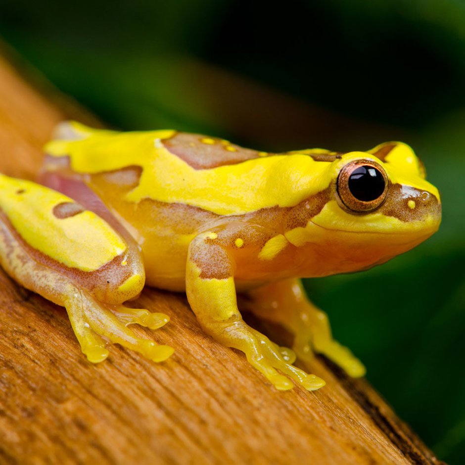 Квакша древолаз