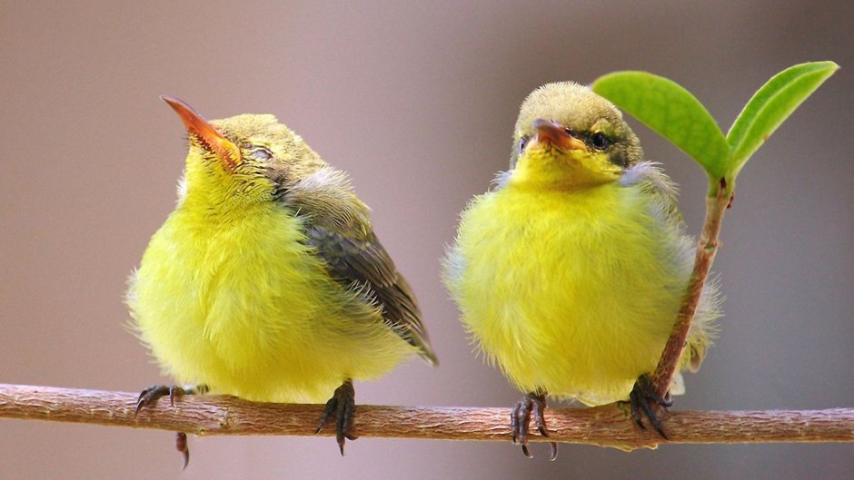 Попугай аратинга желтый