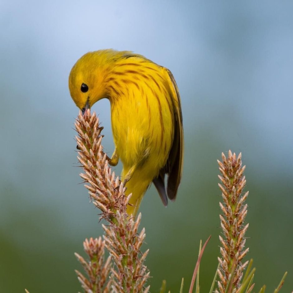 Желтые животные в природе