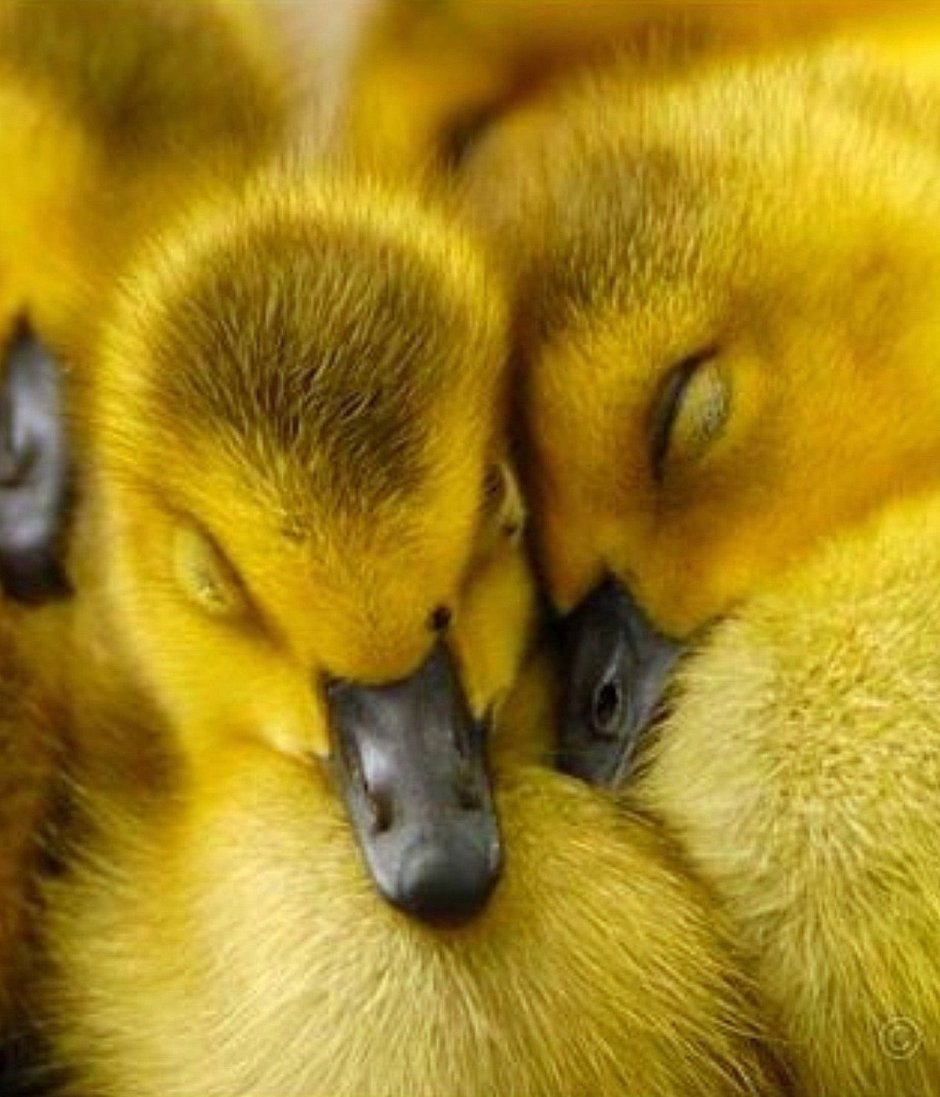 Попугаи в природе