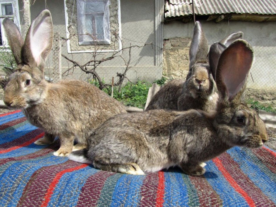 Кролики породы Ризен, Строкач
