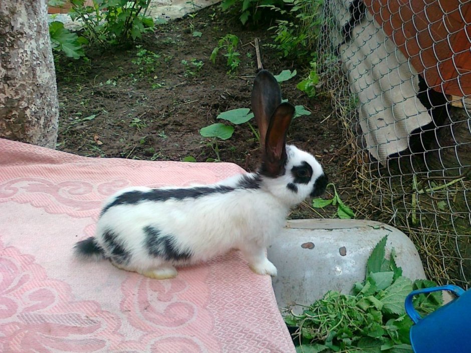 Мадагаскарский кролик