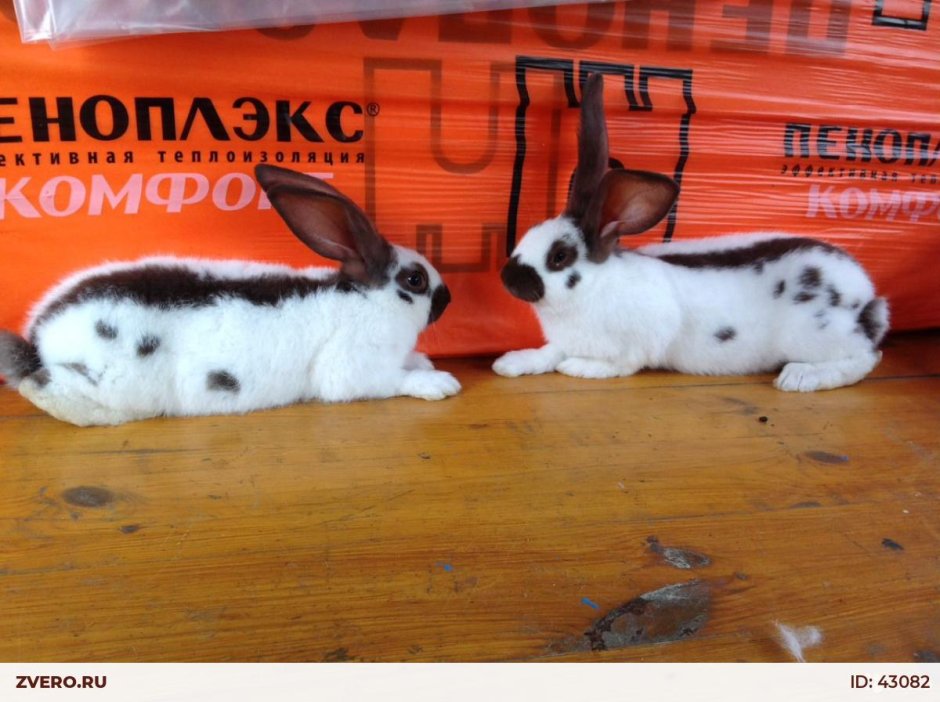Кролик по немецки