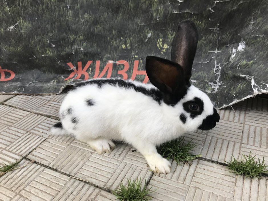 Кролик Строкач голубой