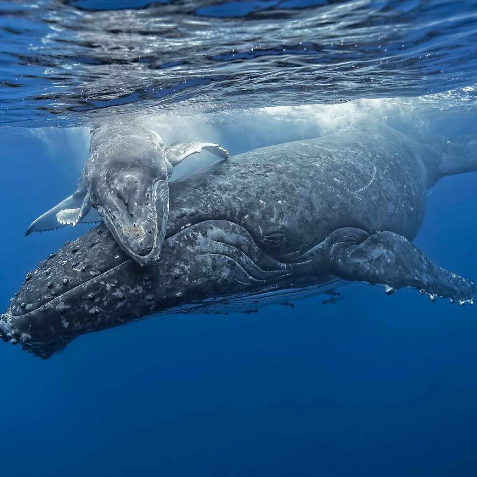Фильм National Geographic киты