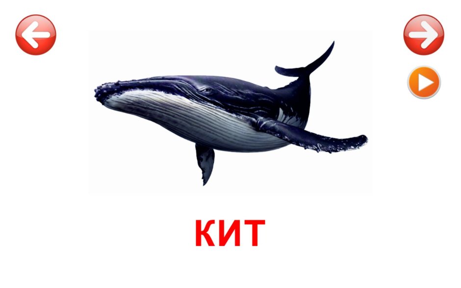 Карточки морские обитатели для детей
