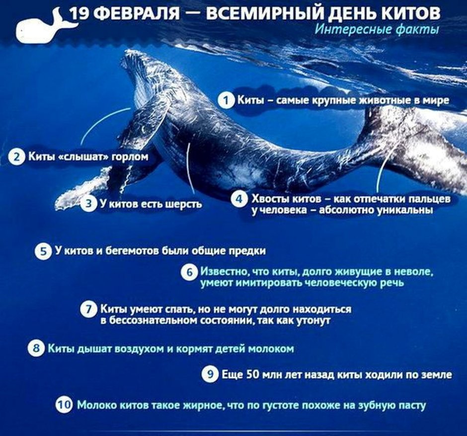 Интересные факты о китах