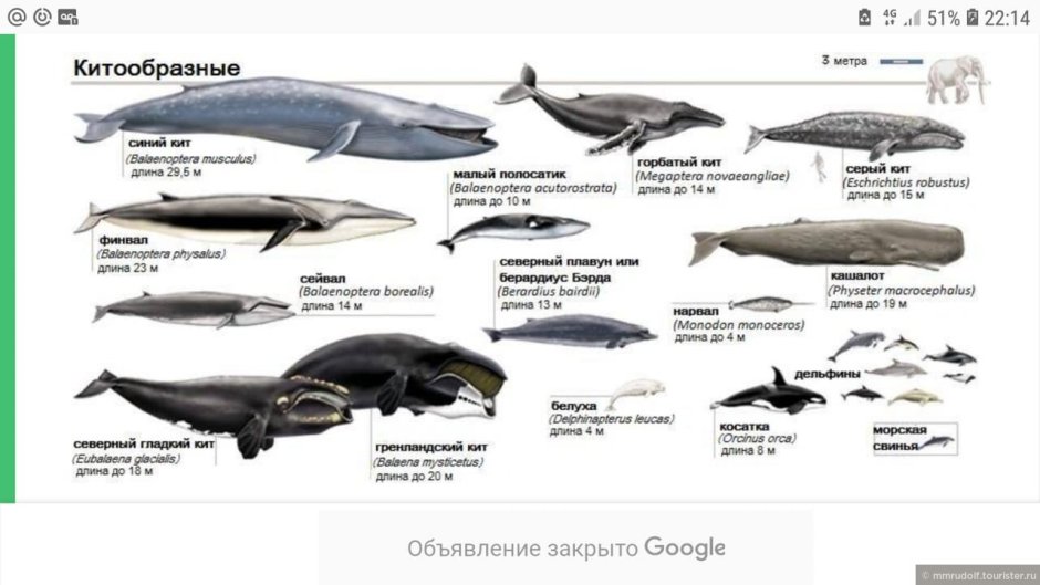 Киты таблица