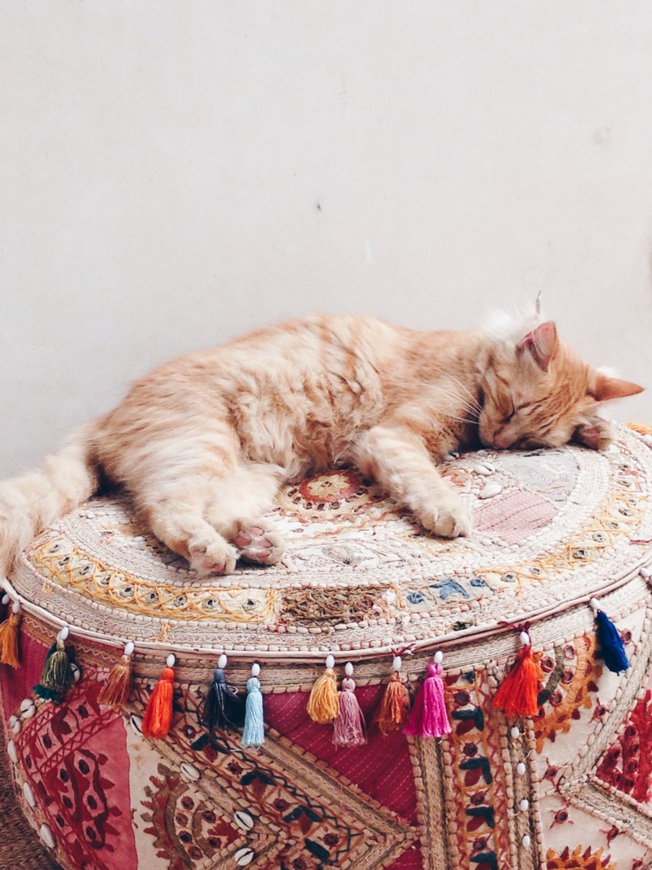 Кошки бохо