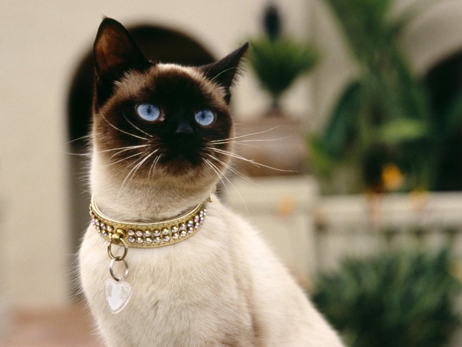Сиамская кошка с ошейником