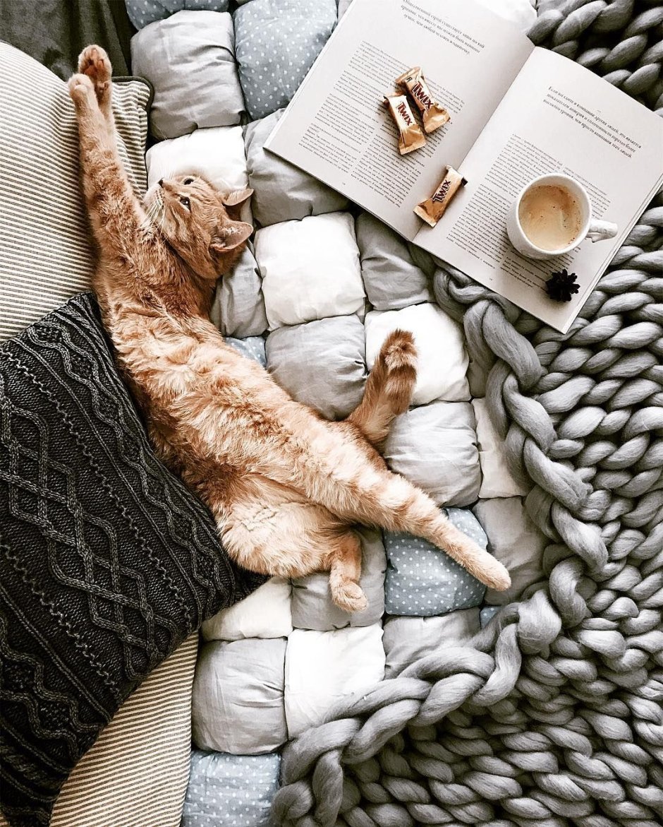 Модные котики