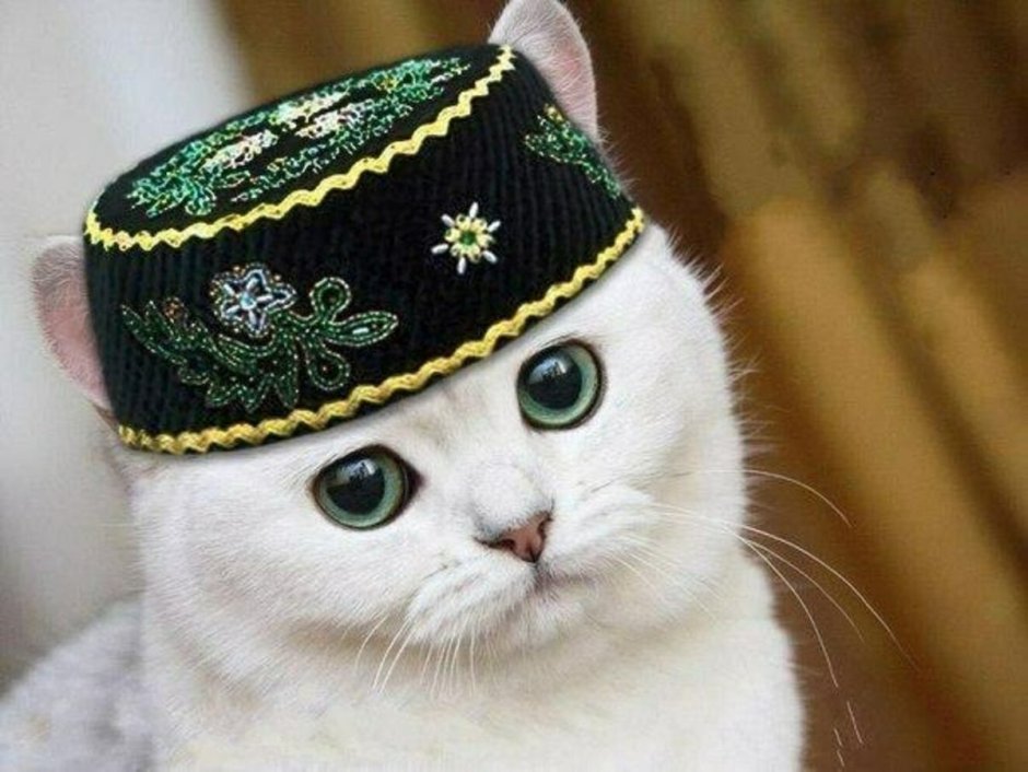 Кошка арабская