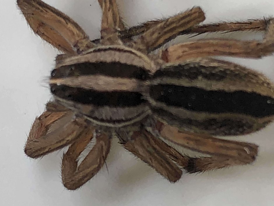Rabidosa punctulata