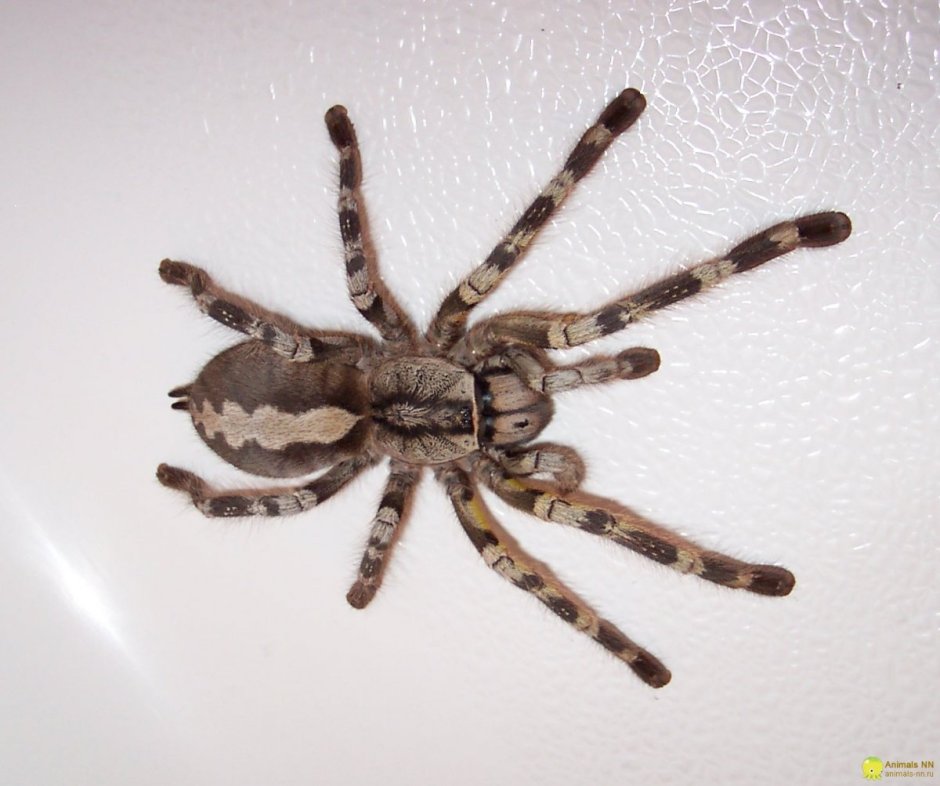 Паук-птицеед Poecilotheria fasciata