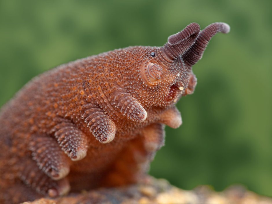 Velvet worm бархатный червь
